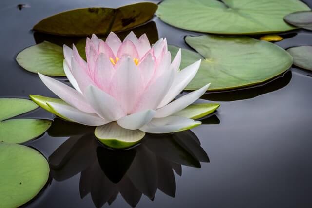 Spa salonu randevu uygulaması. Pembe lotus çiçeği su üzerinde yüzüyor.