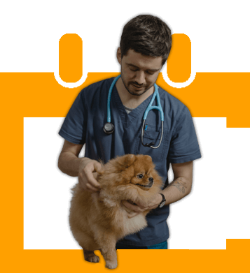 Veteriner randevu uygulaması. Veteriner köpeği tedavi ediyor.