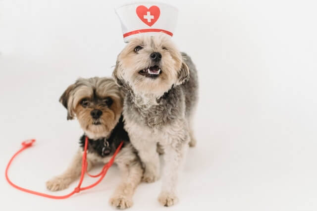 Veteriner randevu uygulaması. İki köpek yanyana duruyor, birinde hemşire şapkası, diğerinde steteskop takılı.